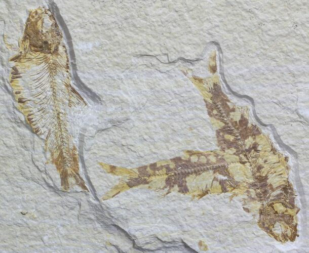 Multiple Fossil Fish (Knightia) - Wyoming #59834